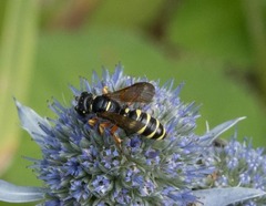 Cerceris ruficornis