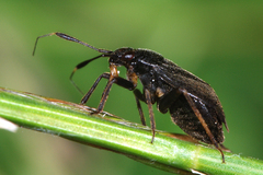 Capsus ater