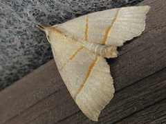 Gonepatica opalina
