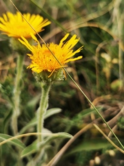 Pentanema montanum
