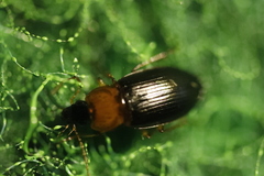 Calathus melanocephalus