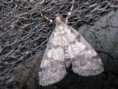 Dolicharthria bruguieralis