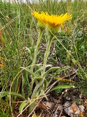 Pentanema montanum