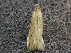 Hypsotropa solipunctella