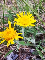 Pentanema montanum
