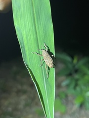 Cryptoderma fortunei