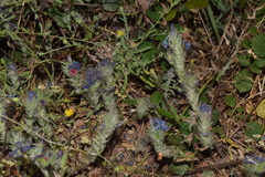 Echium plantagineum