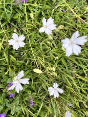 Heliosperma pusillum