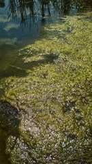 Cladophora glomerata