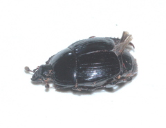 Margarinotus brunneus