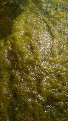 Cladophora glomerata