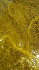 Cladophora glomerata