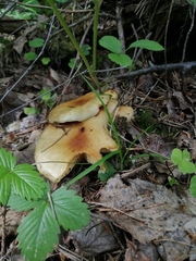 Hypholoma fasciculare