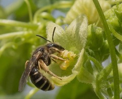 Lasioglossum zonulus
