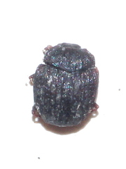 Onthophilus striatus