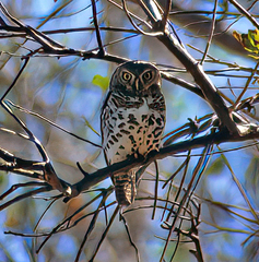 Glaucidium capense
