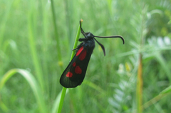 Zygaena viciae