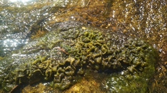 Cladophora glomerata