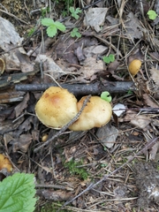 Hypholoma fasciculare