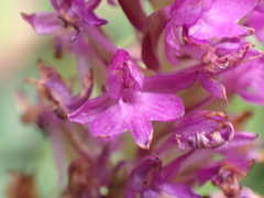 Anacamptis pyramidalis
