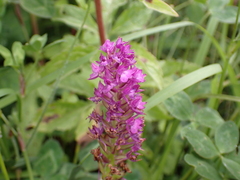 Anacamptis pyramidalis