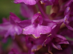 Anacamptis pyramidalis