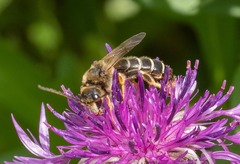 Halictus quadricinctus
