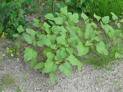 Xanthium orientale riparium