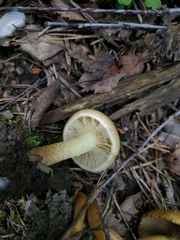 Hypholoma fasciculare
