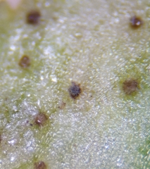 Cladosporium uredinicola