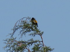 Coccothraustes abeillei