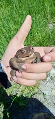 Bufo verrucosissimus