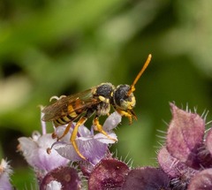 Nomada fucata