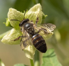 Andrena florea