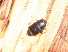 Platysoma compressum