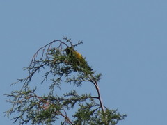 Coccothraustes abeillei