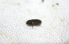 Heterocerus fenestratus