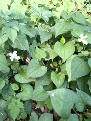 Houttuynia cordata
