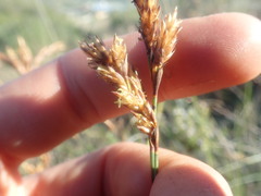 Restio triticeus