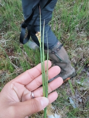 Juncus acutiflorus