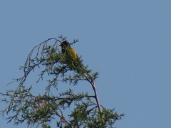 Coccothraustes abeillei