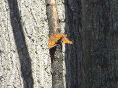 Polygonia comma