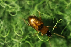 Stenolophus teutonus