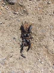 Dorcus reichei prosti