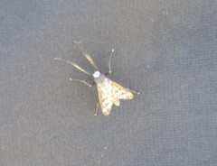 Tabanomorpha