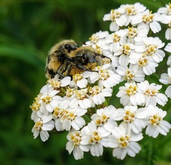 Trichiotinus assimilis
