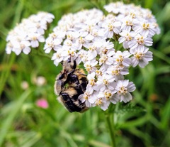 Trichiotinus assimilis