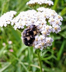 Trichiotinus assimilis