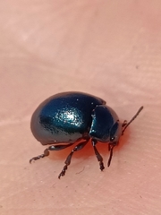 Chrysolina varians
