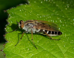 Thereva cincta